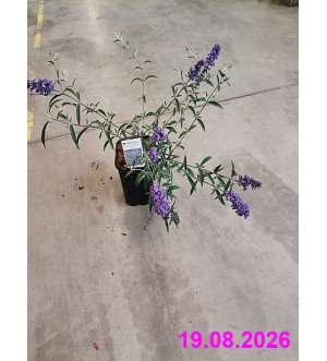 Buddleja dav. 'Nanho Blue' C 1,4 L